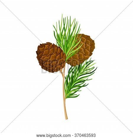 Green Branch Of Cedar With Needle-like Leaves And Barrel-shaped Brown Seed Cones Vector Illustration