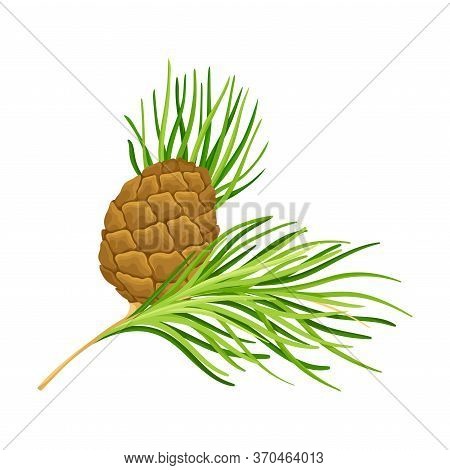 Cedar Branch With Evergreen Needle-like Leaves And Barrel-shaped Brown Seed Cones Vector Illustratio