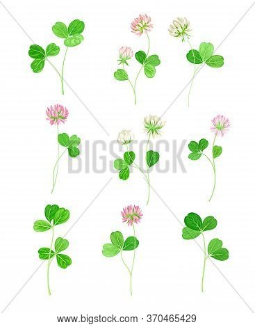 Clover Or Trefoil With Dense Spike Of Purple Flower And Trifoliate Leaves Vector Set