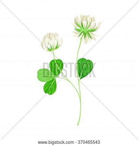 Clover Or Trefoil With Dense Spike Of White Flower And Trifoliate Leaves Vector Illustration
