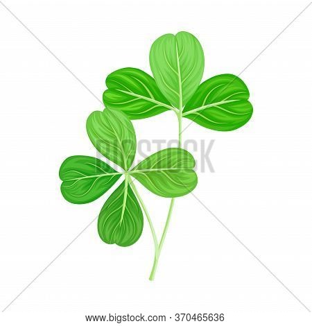 Green Trifoliate Clover Leaf On Stem Vector Illustration