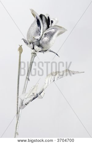 Silver Rose