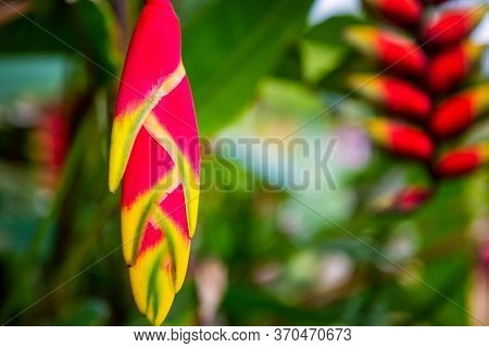 Hanging Lobster Claw, Heliconia Rostrata, Flower Isolated On The Forest