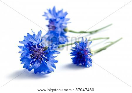Kornblume isolated on white background