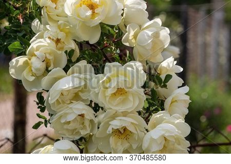 Beautiful Rose Bouquet Close-up. Rosa Spinosissima Has Blossomed On The Site
