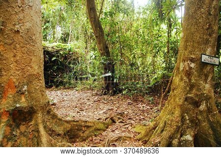 Camiguin, Ph - Feb 4 - Mantigue Island Nature Park Kolis Tree On February 4, 2013 In Camiguin, Phili