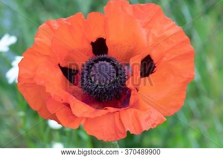 Flower Papaver Orientale Close-up. Papaver Orientale Has Blossomed On The Site