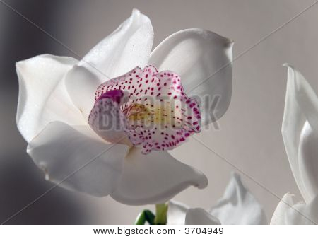 Flor