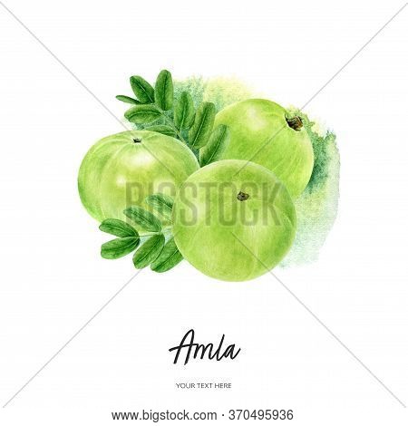 Indian Three Gooseberry Fruits Amla With Leaf Watercolor Illustration Isolated On Watercolor Splash 
