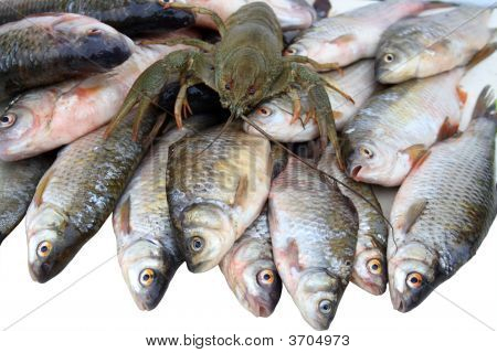 Poissons et écrevisses