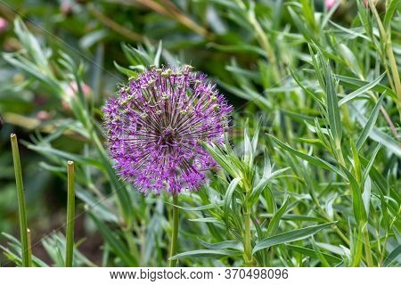 Flower Allium Ampeloprasum Close-up. Allium Ampeloprasum Has Blossomed On The Site