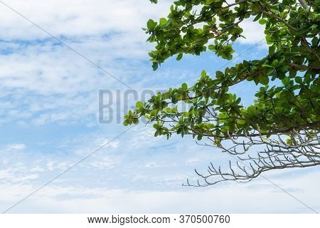 Branches Of Terminalia Catappa, Sea Almond, Or Tropical Almond On Cloudy Sky Background.