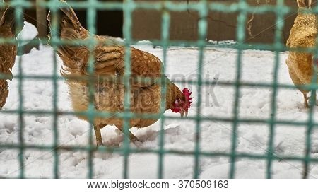 Chicken In The Snow In The Chicken Coop