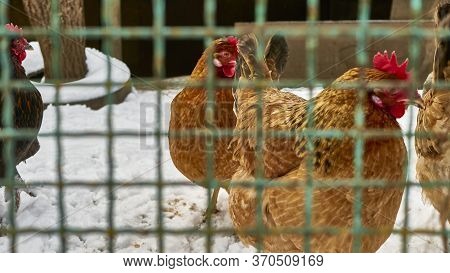 Chicken In The Snow In The Chicken Coop