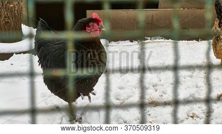 Chicken In The Snow In The Chicken Coop