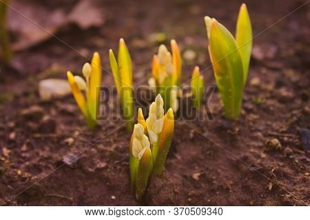 Photo Of A Garden Primrose Of Pushkinia With Swollen Buds