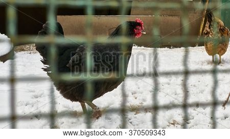 Chicken In The Snow In The Chicken Coop
