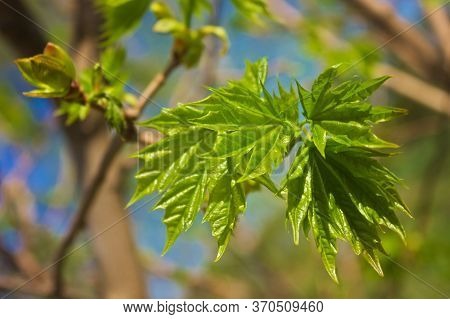 Photo Of Recently Opened Shriveled Leaves Of A Young Maple