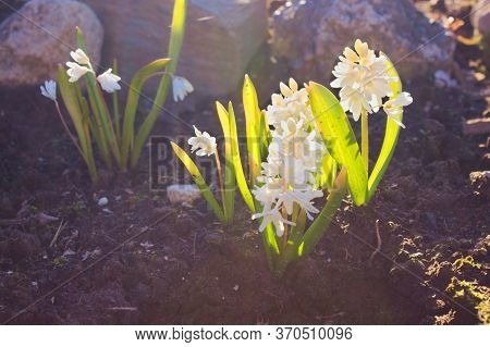 Photo Of Garden Primroses Of Pushkin In The Sun