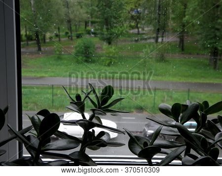 Autumn Rainy Park From The Window Of The House