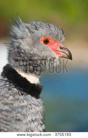 Sydlige Screamer