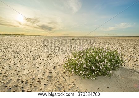 Large Beach With Pebble Stones And Sea Thrift Flowers In Soft Sunrise Sunset Light. Skagen Nordstran