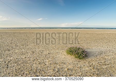 Large Beach With Pebble Stones And Sea Thrift Flowers In Soft Sunrise Sunset Light And Blue Sky. Ska