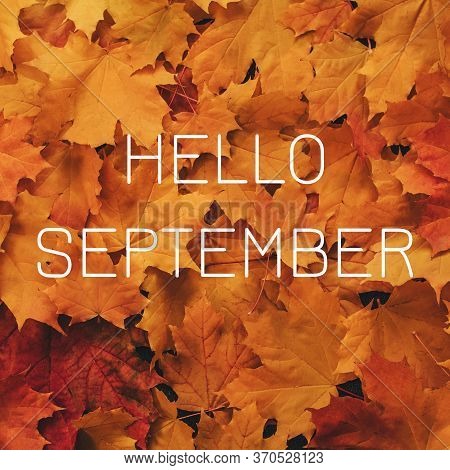 Background Of Orange Maple Leaves With A Congratulatory Inscription Hello September