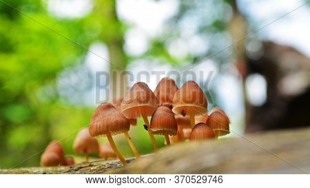 Beautiful Bonnet Mushroom Cluster On Tree Log, Mycena Renati
