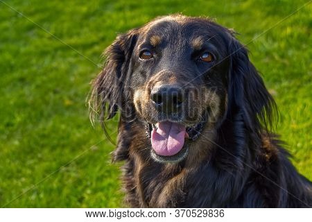 Portrait Of A Happy Black And Orange Hovawart Dog. Hovawart Female Closeup. Black Dog Portrait For C