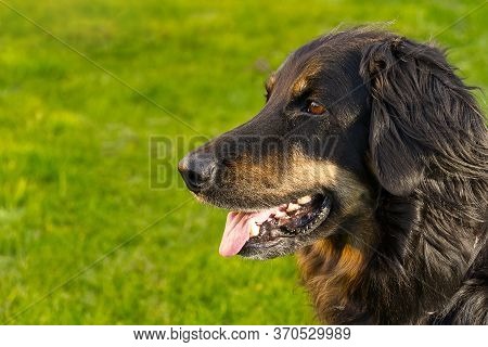 Portrait Of A Happy Black And Orange Hovawart Dog. Hovawart Female Closeup. Black Dog Portrait For C