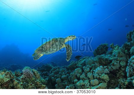 Hawksbill Deniz Kaplumbağası mercan Red Sea'deki/daki üzerinde