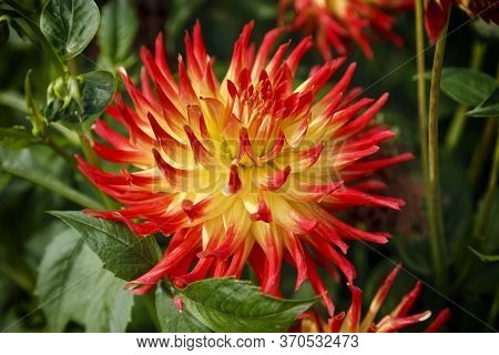 Close Up Of The Spiky Red And Yellow Dahlia Kenora Sunset Flowers In Garden With Green Foliage.