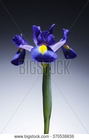 A Single Beautiful Blue Iris Flower, Isolated On A Graduated Tint Background.