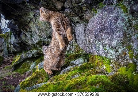 European Wildcat In Beautiful Nature Habitat. Wild Animal In The Forest. Felis Silvestris. Wild Eura