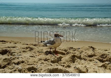 Seagull Portrait Against Sea Shore. Close Up View Of White Bird Seagull Sitting By The Beach. Wild S