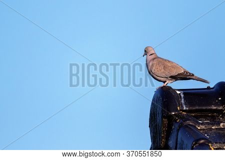 A Portrait Of A Pidgeon Sitting On A Roof Top Looking Around With A Perfect Blue Sky Background Behi