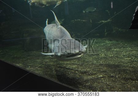 The Tropical Fish In Aquarium, Berlin (germany)