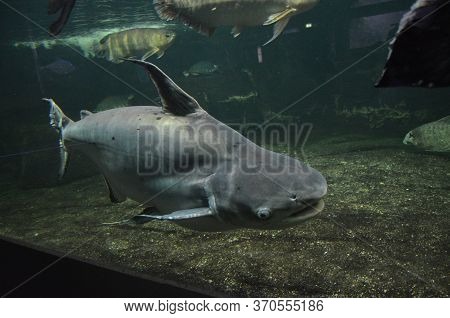 The Tropical Fish In Aquarium, Berlin (germany)