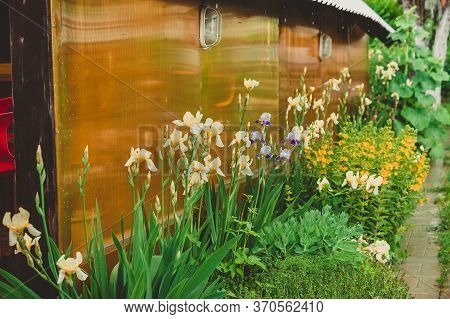 A Flowerbed Of Irises Is Planted Along The Verandah And Path. Simple Landscaping In The Backyard