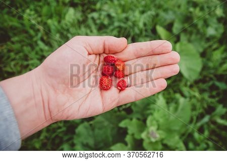 Strawberries Lie In The Palm Of Your Hand. A Green Farm Worker Harvests