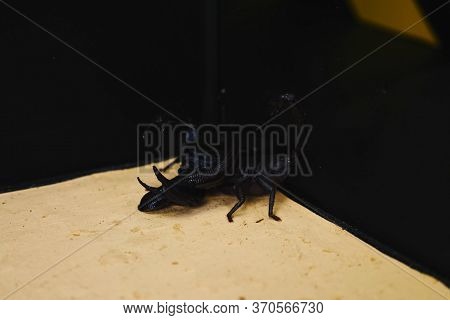 Scorpion With A Leech In The Terrarium. Black Scorpion Is A Poisonous Arthropod And Bloodsucking Lee