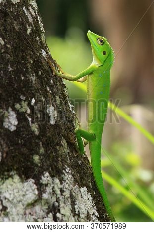 Crested Green Lizard (bronchocela Cristatella) On Tree Trunk. This Species Is A Bright Green Lizard,