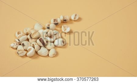 Job's Tears, Also Known As Adlay And Coix On White Background. Popular In Asian Cultures As A Food S