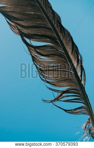 A beautiful black feather up close