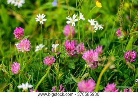 Pink Clover Flowers And Other Wildflowers On A Green Lawn.