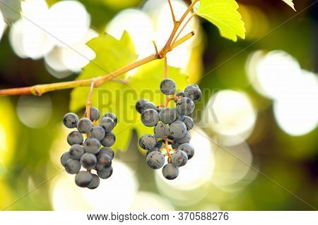 Clopse Up Of Ripening Grape Fruit On Vine Branches In Summer Garden.