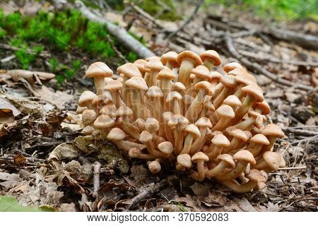 Cluster Of Very Young Specimen Of Edible Wild Mushroom Armillaria Tabescens Or Ringless Honey Fungus
