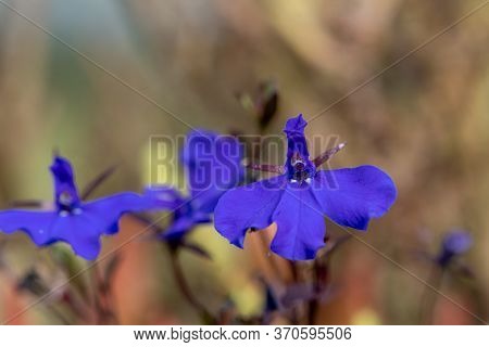 Macro Shot Of Edging Lobelia (lobelia Erinus) Flowers