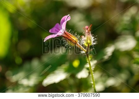 Herb Robert Gernium Robertinumhas Pink Blossom Close Up. It Been Used In The Folk Medicine, As A Tre